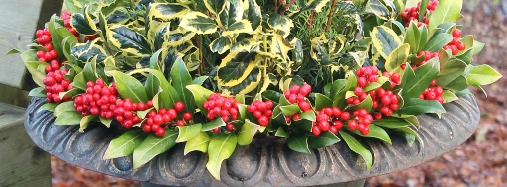 Getting Festive With Your Garden