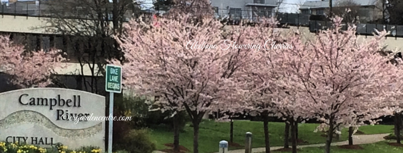 Our Favourite Trees - The Best Trees for your Garden!