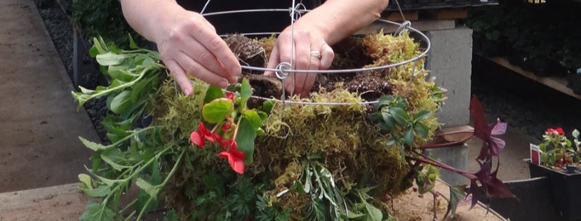 How to Make a Beautiful Moss Hanging Basket