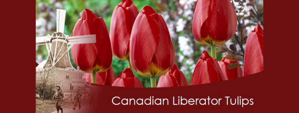 Canadian Liberator Tulips Campbell River