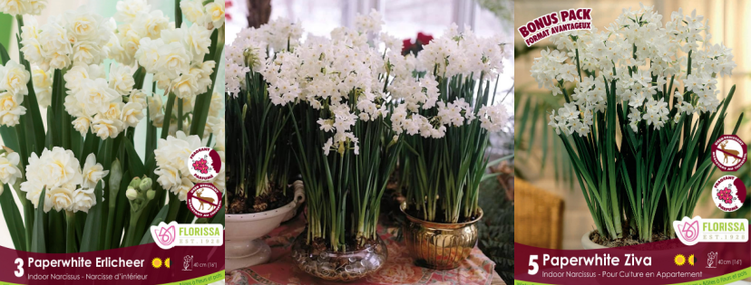 How to Force Paperwhites Indoor for Christmas Decor