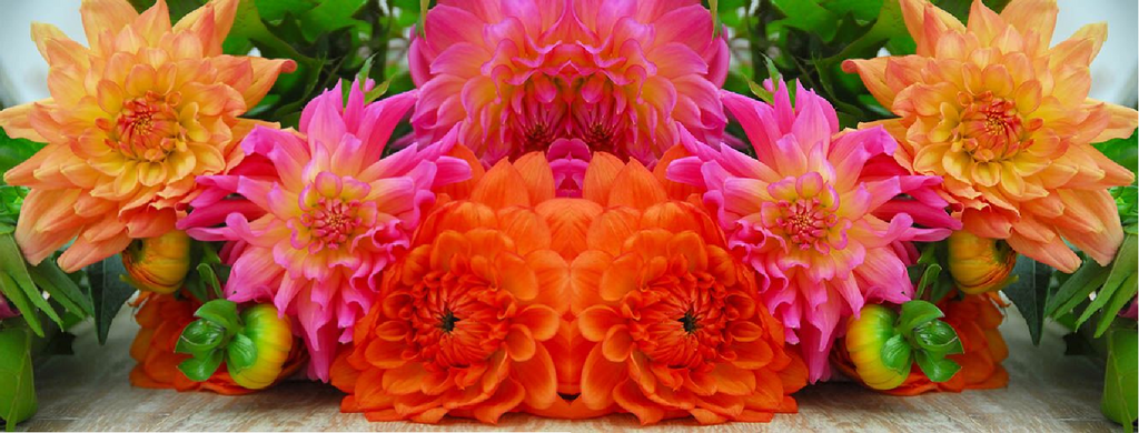 Summer Blooming Bulbs - Dahlias, Lilies, Callas and more...
