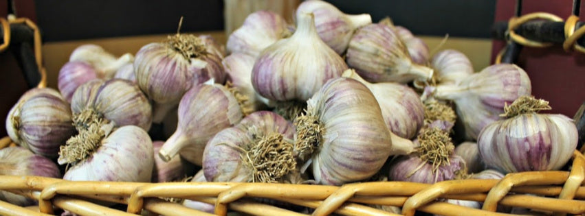 Growing Great Garlic