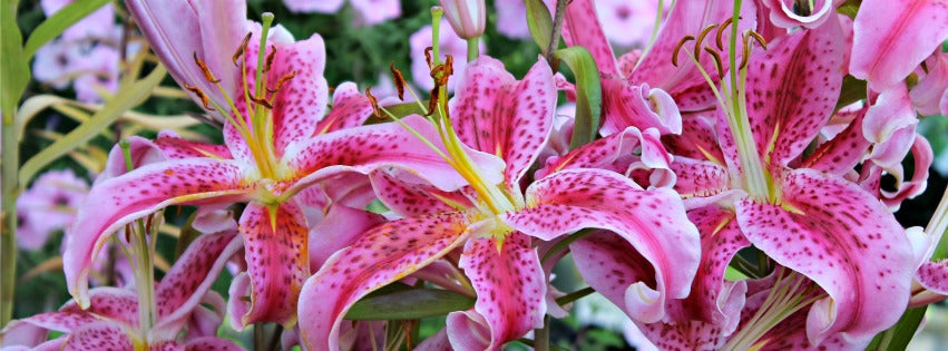 Luscious Lilies | Campbell River Garden Centre