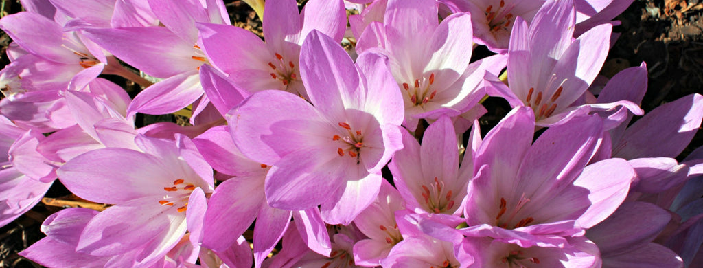 Autumn Blooming Bulbs ~ Saffron Crocus and Colchicum