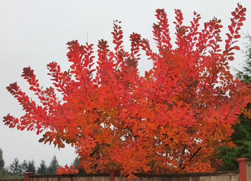 Here Come the Fall Colours! | Campbell River Garden Centre
